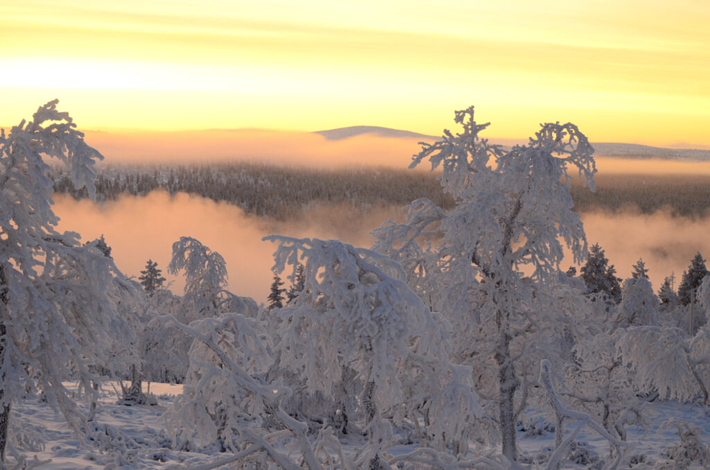 Talvinen maisema sumun keskellä