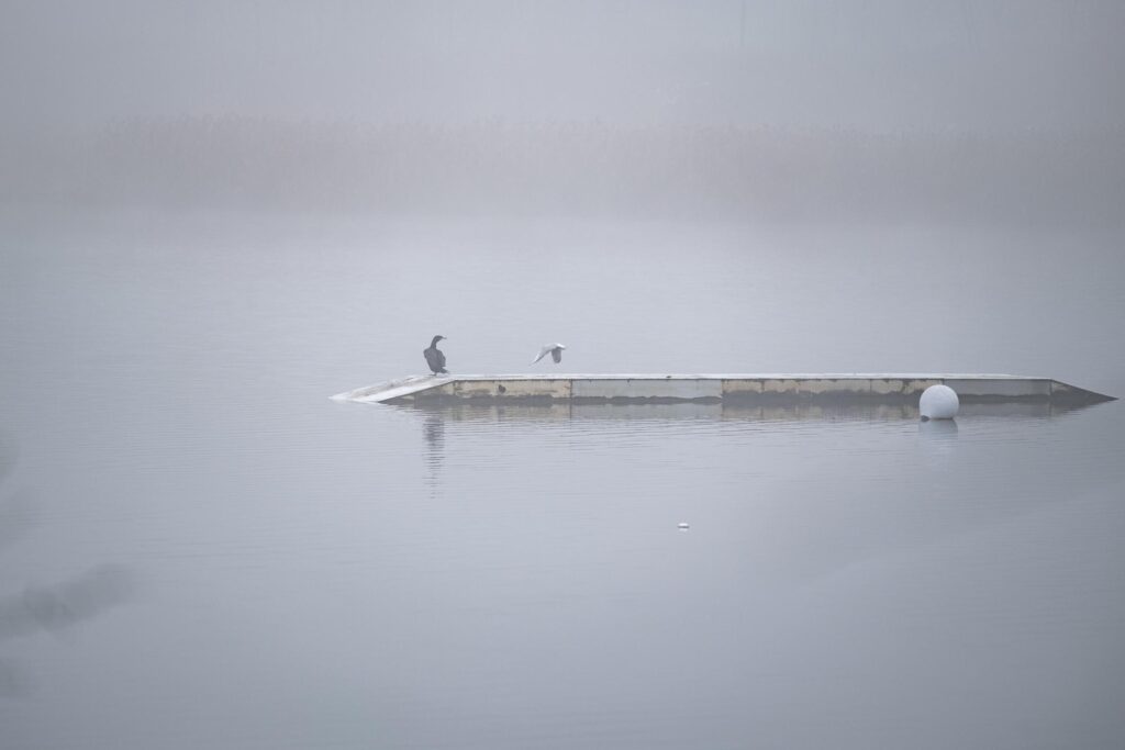Sumuinen järvimaisema,jossa tyhjä puinen laituri katoaa vaaleaan aamuun