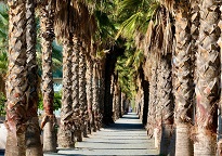 Fuengirola Matkailu-Täydellinen lomaopas 3 Fuengorila palmut 1