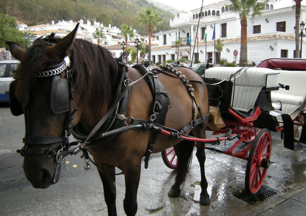 hevosvaljakko e1772708679812