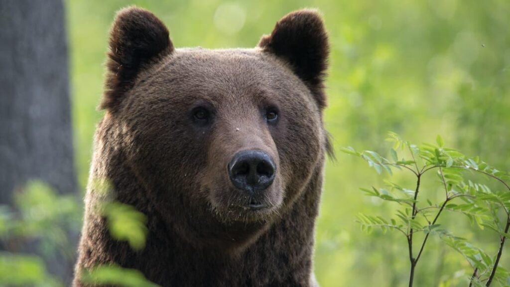 Kuhmo matkailu-täydellinen lomaopas 10 Karhu
