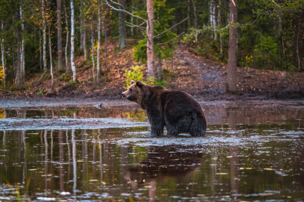 Kuhmo matkailu-täydellinen lomaopas 13 Karhu II